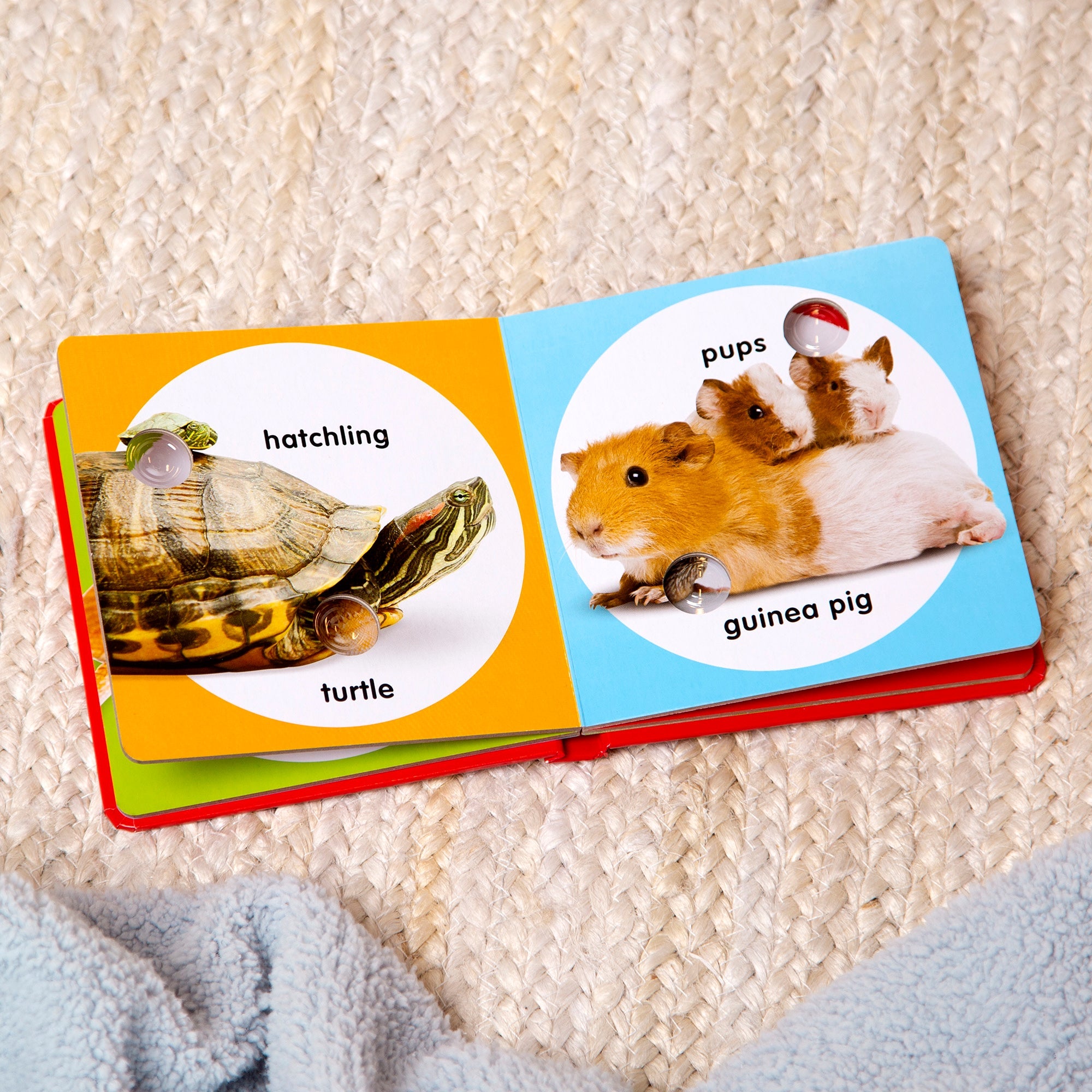 Poke-a-Dot: Pet Families Board Book